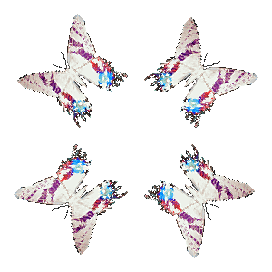 'moth'